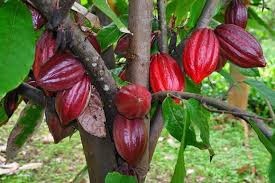 Cocoa cultivation for improved revenue base for Akwa Ibom State  By Otobong Nsekpong