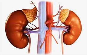 Top Six Causes of Kidney Disease