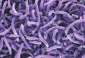 36 Die In Benue Cholera Outbreak