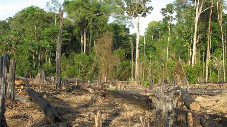 Communities Express Dismay Over Wanton Degradation Of Cross River Rainforests