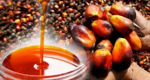 Oil Palm As A Major Foreign Exchange Earner