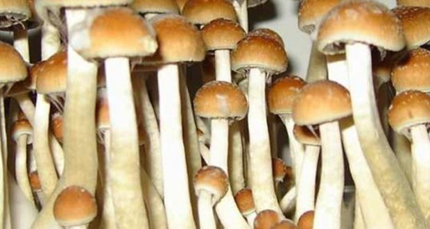 Federal Govt To Domesticate Chinese Technology For Mushroom Production