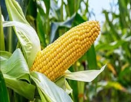 Farmers Get Drought, Insect-resistant Maize From NABDA