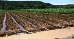 Jigawa Residents Excited Over N17bn Hadejia Irrigation Scheme