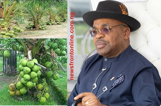 Multi-Million Dollar Coconut Plantation Destroyed In Akwa Ibom