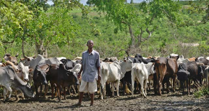 FG Recommits To Ending Farmers/Herders Clashes Through Pasture Devt