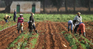 50,000 Farmers Begin Training On Organic Agric Devt