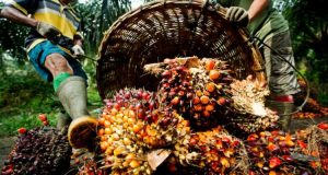Palm Oil Marketers Clash In Abia