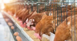Christmas: Poultry Farmers Decry High Feed Cost Low Patronage