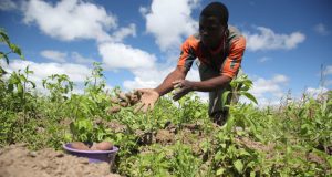 Food Security: FG Releases 23 High-yield Crop Varieties To Farmers