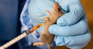 Lassa Fever: NCDC Confirms 476 Cases, 84 Deaths In 23 States